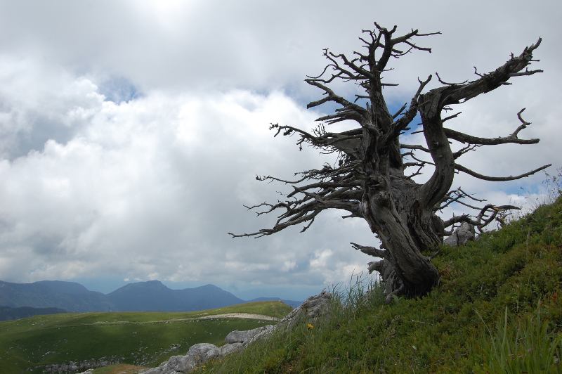 Arbre mort Margeriaz